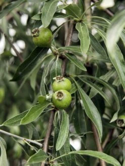 Hängende Wildbirne 'Pendula' 31 Hängende Wildbirne 'Pendula' -Angebote Wurzel Zeit Store haengende wildbirne pendula m069463 w 1