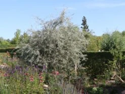 Hängende Wildbirne 'Pendula' 26 Hängende Wildbirne 'Pendula' -Angebote Wurzel Zeit Store haengende wildbirne pendula m069463 w 11