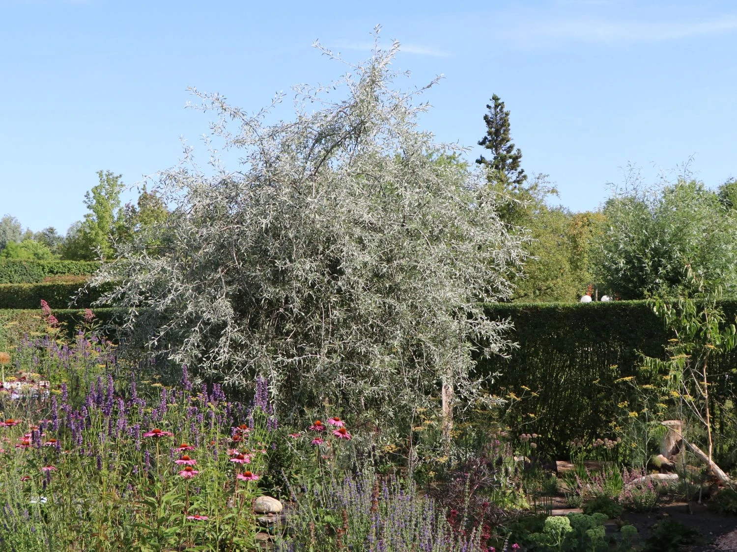 Hängende Wildbirne 'Pendula' 9 Hängende Wildbirne 'Pendula' – Bild 9