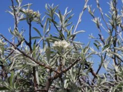 Hängende Wildbirne 'Pendula' 25 Hängende Wildbirne 'Pendula' -Angebote Wurzel Zeit Store haengende wildbirne pendula m069463 w 13