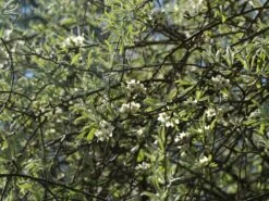 Hängende Wildbirne 'Pendula' 32 Hängende Wildbirne 'Pendula' -Angebote Wurzel Zeit Store haengende wildbirne pendula m069463 w 15