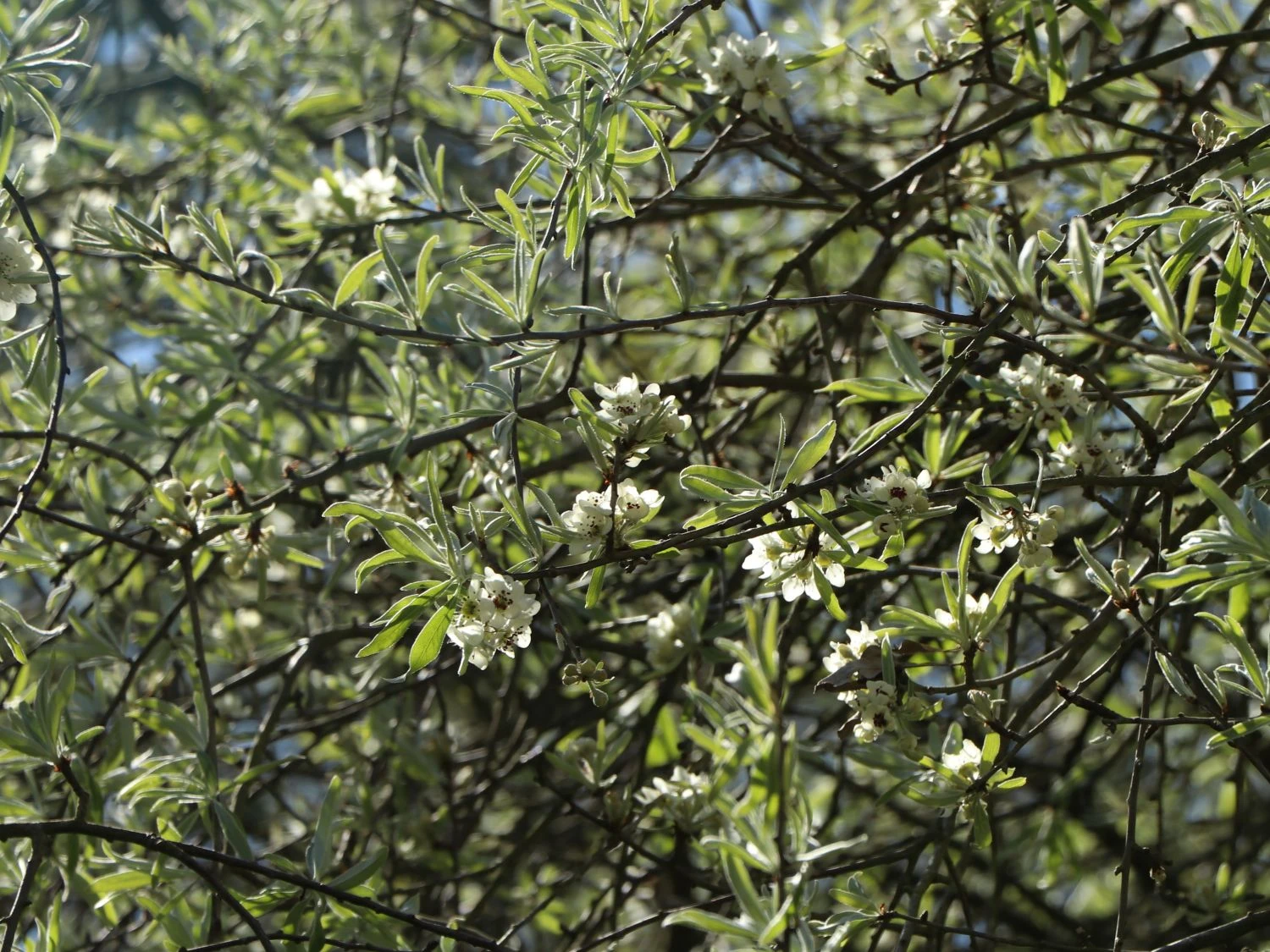Hängende Wildbirne 'Pendula' 15 Hängende Wildbirne 'Pendula' – Bild 15