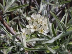 Hängende Wildbirne 'Pendula' 20 Hängende Wildbirne 'Pendula' -Angebote Wurzel Zeit Store haengende wildbirne pendula m069463 w 2