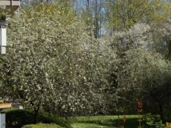 Hängende Wildbirne 'Pendula' 30 Hängende Wildbirne 'Pendula' -Angebote Wurzel Zeit Store haengende wildbirne pendula m069463 w 4