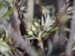 Hängende Wildbirne 'Pendula' 21 Hängende Wildbirne 'Pendula' -Angebote Wurzel Zeit Store haengende wildbirne pendula m069463 w 5