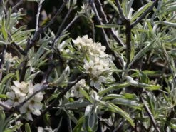 Hängende Wildbirne 'Pendula' 22 Hängende Wildbirne 'Pendula' -Angebote Wurzel Zeit Store haengende wildbirne pendula m069463 w 6