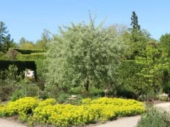 Hängende Wildbirne 'Pendula' 33 Hängende Wildbirne 'Pendula' -Angebote Wurzel Zeit Store haengende wildbirne pendula m069463 w 7