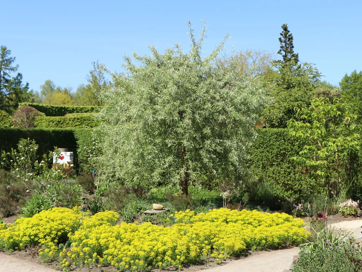 Hängende Wildbirne 'Pendula' 16 Hängende Wildbirne 'Pendula' – Bild 16