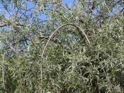 Hängende Wildbirne 'Pendula' 24 Hängende Wildbirne 'Pendula' -Angebote Wurzel Zeit Store haengende wildbirne pendula m069463 w 8