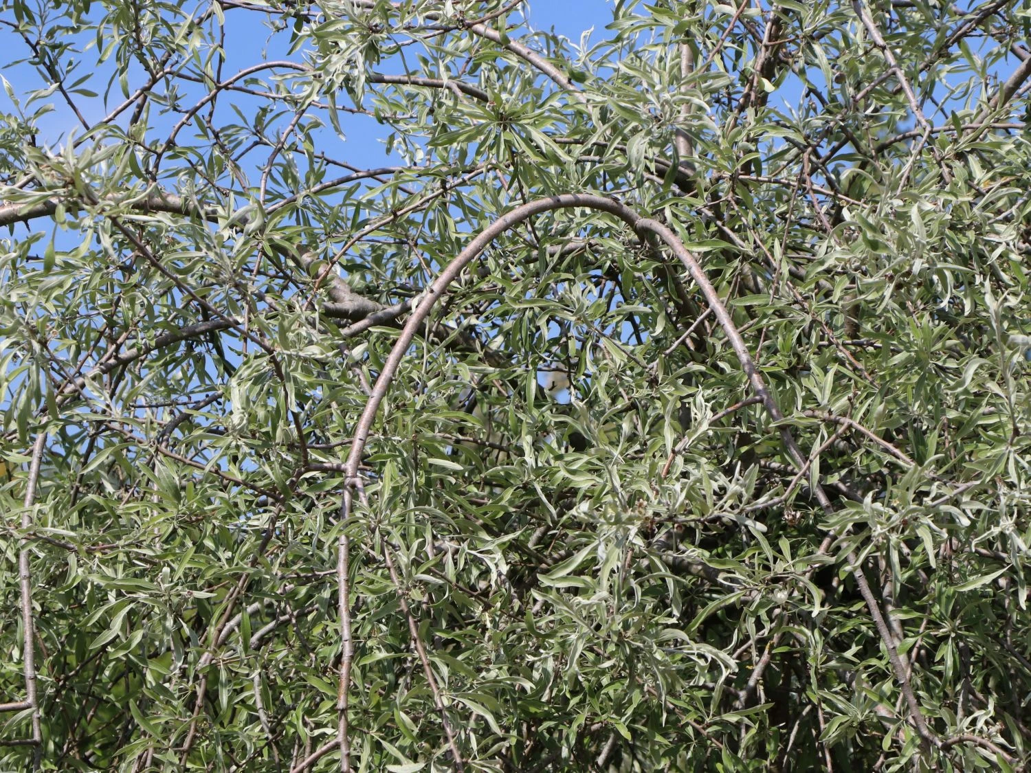 Hängende Wildbirne 'Pendula' 7 Hängende Wildbirne 'Pendula' – Bild 7