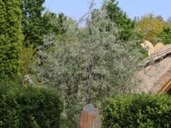 Hängende Wildbirne 'Pendula' 23 Hängende Wildbirne 'Pendula' -Angebote Wurzel Zeit Store haengende wildbirne pendula m069463 w 9