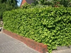 Hainbuche / Weißbuche