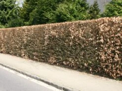 Hainbuche / Weißbuche -Angebote Wurzel Zeit Store hainbuche weissbuche carpinus betulus m002616 w 1