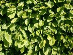 Hainbuche / Weißbuche -Angebote Wurzel Zeit Store hainbuche weissbuche carpinus betulus m002616 w 3