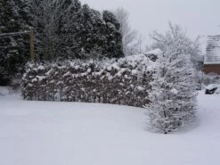 Hainbuche / Weißbuche -Angebote Wurzel Zeit Store hainbuche weissbuche carpinus betulus m002616 w 4