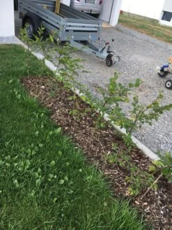 Hainbuche / Weißbuche -Angebote Wurzel Zeit Store hainbuche weissbuche m002616 401538 1