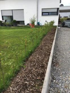 Hainbuche / Weißbuche -Angebote Wurzel Zeit Store hainbuche weissbuche m002616 401538 2