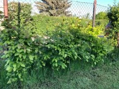 Hainbuche / Weißbuche -Angebote Wurzel Zeit Store hainbuche weissbuche m002616 871159 1