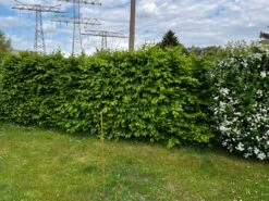 Hainbuche / Weißbuche -Angebote Wurzel Zeit Store hainbuche weissbuche m002616 871159 2