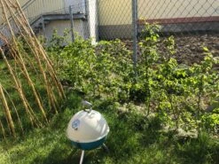 Hainbuche / Weißbuche -Angebote Wurzel Zeit Store hainbuche weissbuche m002616 881347 0