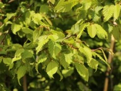 Hainbuche / Weißbuche -Angebote Wurzel Zeit Store hainbuche weissbuche m002616 w 1