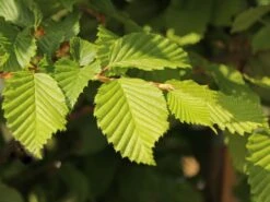 Hainbuche / Weißbuche -Angebote Wurzel Zeit Store hainbuche weissbuche m002616 w 2