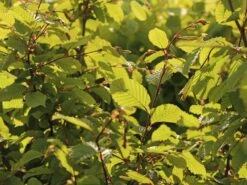 Hainbuche / Weißbuche -Angebote Wurzel Zeit Store hainbuche weissbuche m002616 w 3