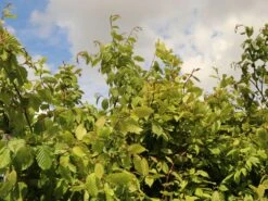 Hainbuche / Weißbuche -Angebote Wurzel Zeit Store hainbuche weissbuche m002616 w 4