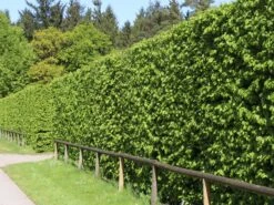 Hainbuche / Weißbuche -Angebote Wurzel Zeit Store hainbuche weissbuche m002616 w 5