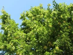 Hainbuche / Weißbuche -Angebote Wurzel Zeit Store hainbuche weissbuche m002616 w 7