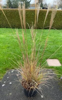 Halbhoher Chinaschilf 'Yakushima Dwarf' -Angebote Wurzel Zeit Store halbhoher chinaschilf yakushima dwarf m059568 638475 0