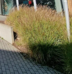 Halbhoher Chinaschilf 'Yakushima Dwarf' -Angebote Wurzel Zeit Store halbhoher chinaschilf yakushima dwarf m059568 638475 1