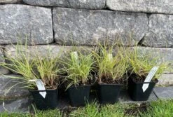 Halbhoher Chinaschilf 'Yakushima Dwarf' -Angebote Wurzel Zeit Store halbhoher chinaschilf yakushima dwarf m059568 638475 2