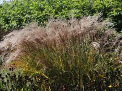 Halbhoher Chinaschilf 'Yakushima Dwarf' -Angebote Wurzel Zeit Store halbhoher chinaschilf yakushima dwarf m059568 w 1