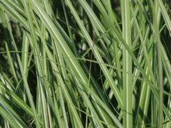 Halbhoher Chinaschilf 'Yakushima Dwarf' -Angebote Wurzel Zeit Store halbhoher chinaschilf yakushima dwarf m059568 w 2