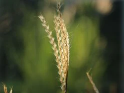 Halbhoher Chinaschilf 'Yakushima Dwarf' -Angebote Wurzel Zeit Store halbhoher chinaschilf yakushima dwarf m059568 w 3