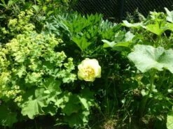 Halbstrauchige Pfingstrose 'Bartzella' -Angebote Wurzel Zeit Store halbstrauchige pfingstrose bartzella m071333 108087 0