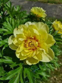 Halbstrauchige Pfingstrose 'Bartzella' -Angebote Wurzel Zeit Store halbstrauchige pfingstrose bartzella m071333 193676 0