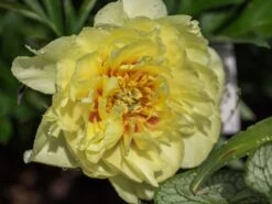 Halbstrauchige Pfingstrose 'Bartzella' -Angebote Wurzel Zeit Store halbstrauchige pfingstrose bartzella m071333 w 0