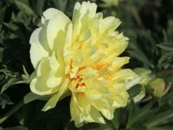 Halbstrauchige Pfingstrose 'Bartzella' -Angebote Wurzel Zeit Store halbstrauchige pfingstrose bartzella m071333 w 1