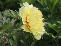 Halbstrauchige Pfingstrose 'Bartzella' -Angebote Wurzel Zeit Store halbstrauchige pfingstrose bartzella m071333 w 2