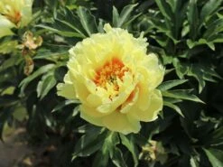 Halbstrauchige Pfingstrose 'Bartzella' -Angebote Wurzel Zeit Store halbstrauchige pfingstrose bartzella m071333 w 3