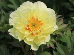 Halbstrauchige Pfingstrose 'Bartzella' -Angebote Wurzel Zeit Store halbstrauchige pfingstrose bartzella m071333 w 4