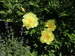 Halbstrauchige Pfingstrose 'Bartzella' -Angebote Wurzel Zeit Store halbstrauchige pfingstrose bartzella m071333 w 6