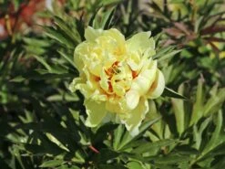 Halbstrauchige Pfingstrose 'Bartzella' -Angebote Wurzel Zeit Store halbstrauchige pfingstrose bartzella m071333 w 7