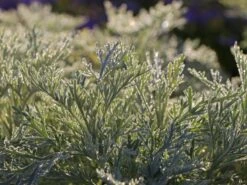 Halbstrauchiger Wermut 'Powis Castle' -Angebote Wurzel Zeit Store halbstrauchiger wermut powis castle m057367 w 0