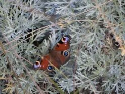 Halbstrauchiger Wermut 'Powis Castle' -Angebote Wurzel Zeit Store halbstrauchiger wermut powis castle m057367 w 1