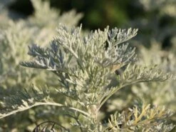 Halbstrauchiger Wermut 'Powis Castle' -Angebote Wurzel Zeit Store halbstrauchiger wermut powis castle m057367 w 2