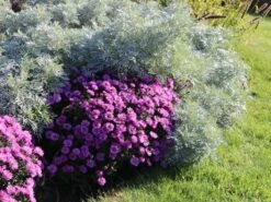 Halbstrauchiger Wermut 'Powis Castle' -Angebote Wurzel Zeit Store halbstrauchiger wermut powis castle m057367 w 3