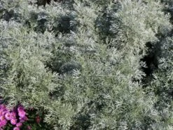 Halbstrauchiger Wermut 'Powis Castle' -Angebote Wurzel Zeit Store halbstrauchiger wermut powis castle m057367 w 4